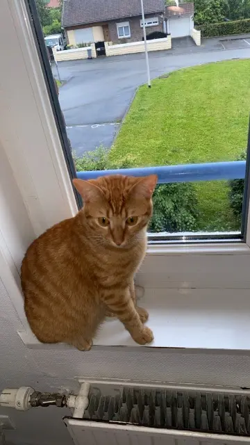 chat lost   62700 Bruay-la-Buissière Moshi