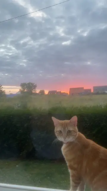 chat lost   62800 Liévin Moumoune