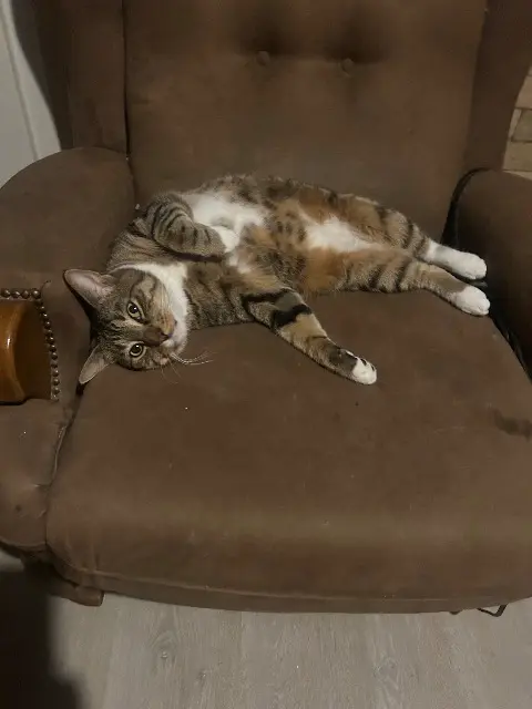 chat lost   62440 Harnes Moumoune