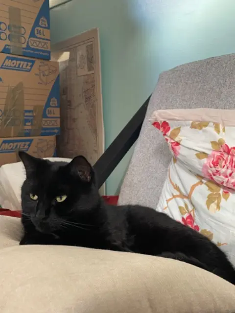 chat lost   62400 Locon Muscat