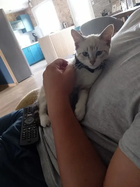 chat lost   62750 Loos-en-Gohelle Naruto