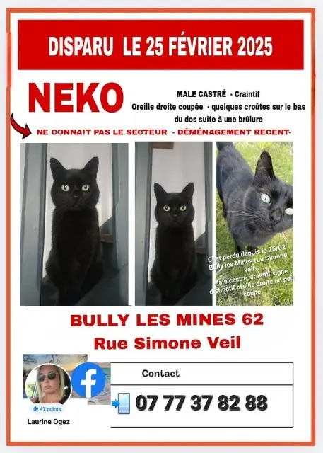 chat lost   62160 Bully-les-Mines Neko