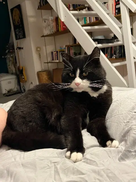 chat lost   62100 Calais Nuage