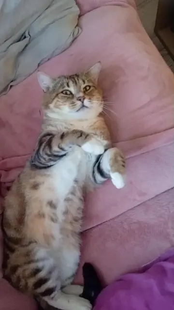 chat lost   62127 Tincques Némo