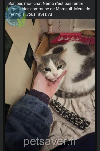 chat lost   62161 Marœuil Némo