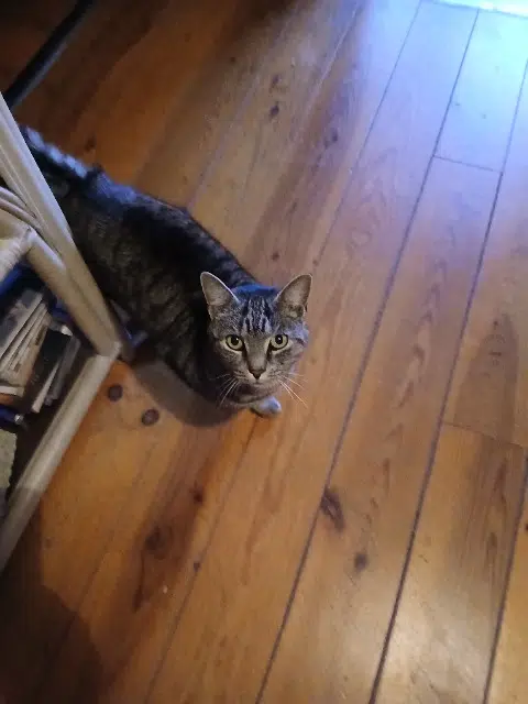 chat lost   62112 Corbehem Oreo