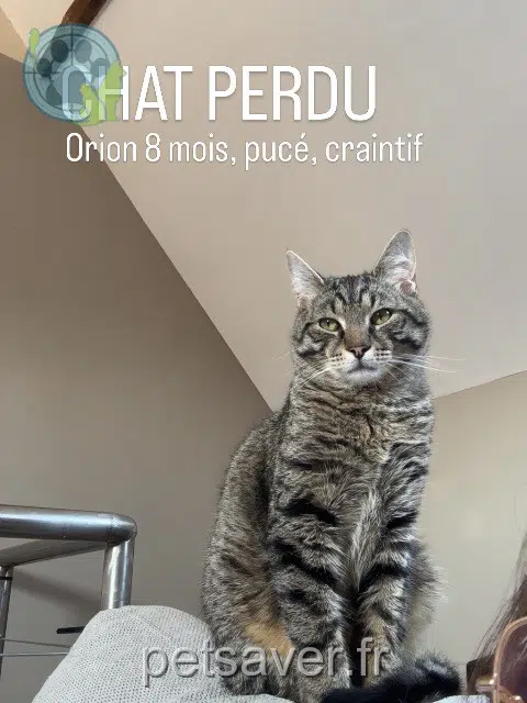 chat lost   62490 Vitry-en-Artois Orion