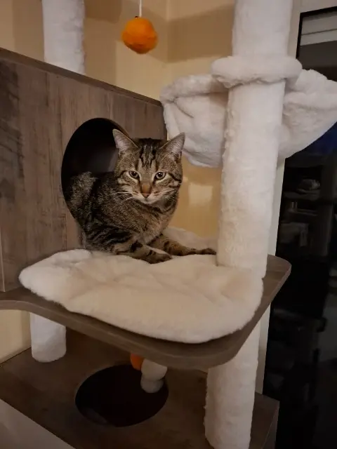 chat lost   62410 Wingles Paco