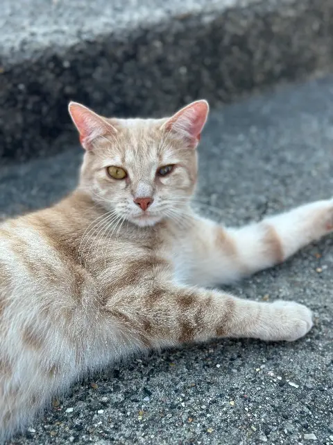 chat lost   62430 Sallaumines Pato