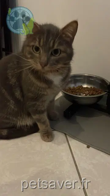 chat lost   62180 Verton Peper