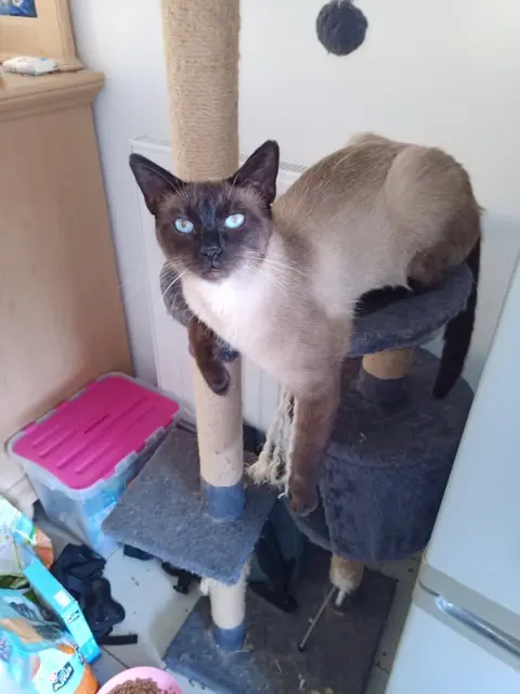 chat lost   62138 Douvrin Pinpin