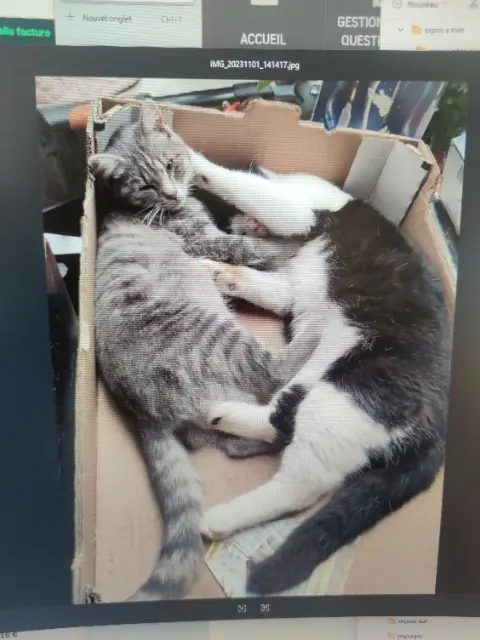 chat lost   62320 Rouvroy Poilu