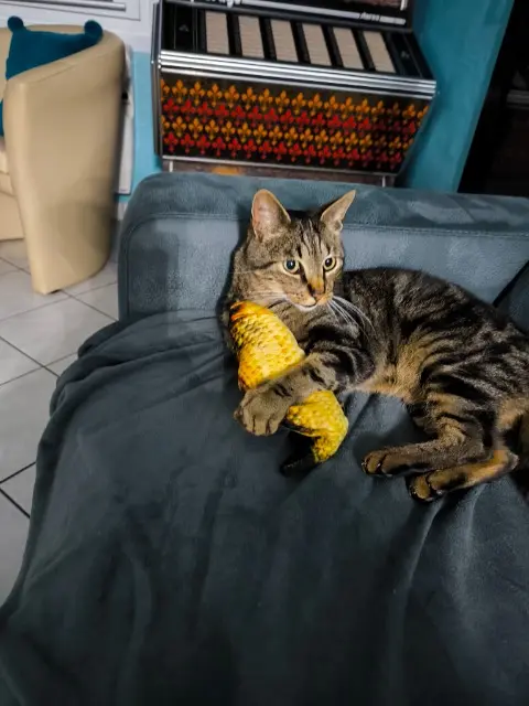 chat lost   62149 Festubert Pompon