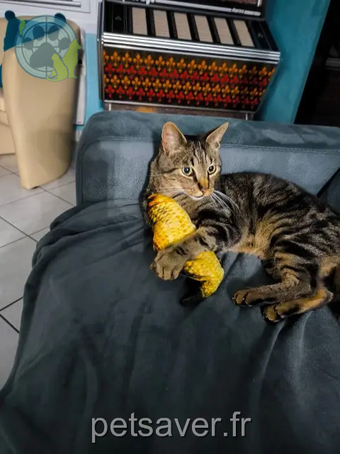 cat lost 62149 Festubert Pompon cat lost 62149 Festubert Pompon