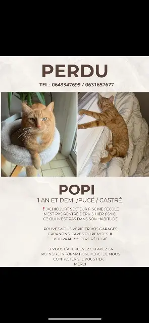 chat lost   62217 Achicourt Popi
