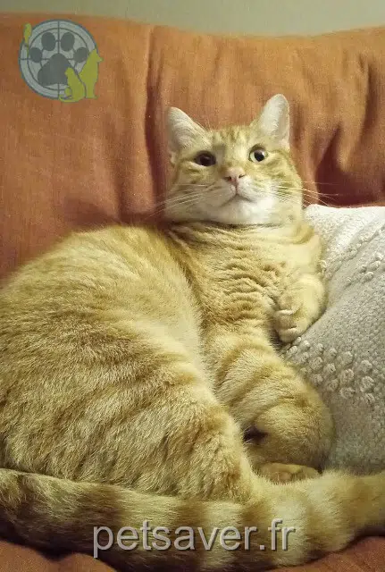 chat lost   62310 Fruges Poumba