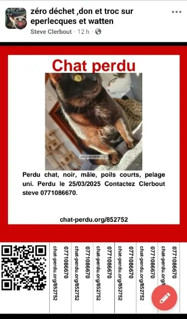 chat lost   62910 Éperlecques Prince