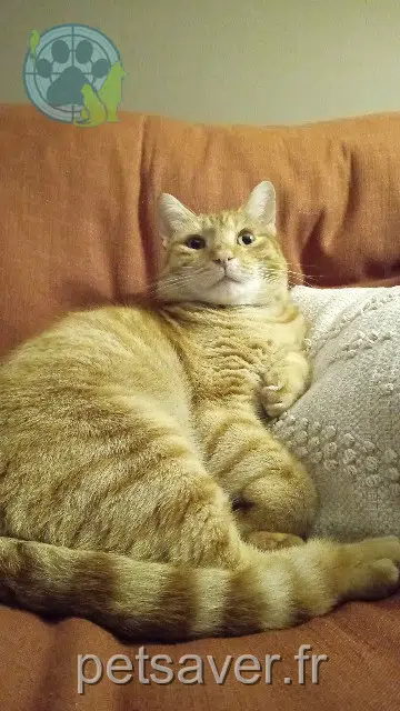 kater lost   62310 Fruges Pumba