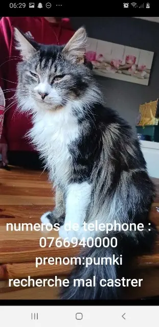 Kater vermisst 62160 Grenay Pumki Kater lost 62160 Grenay Pumki