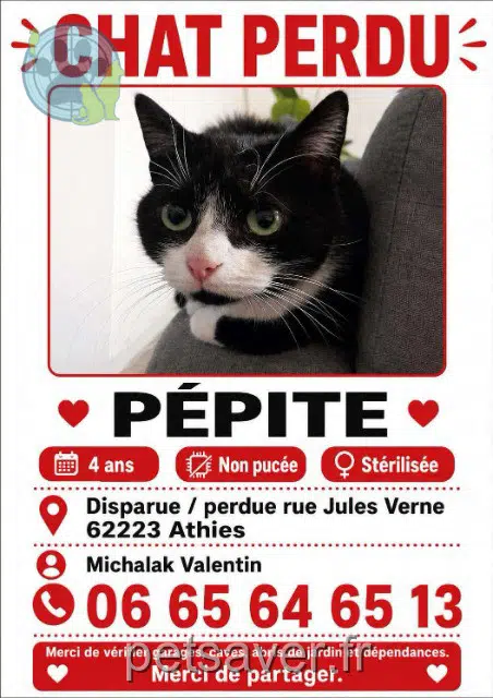 cat lost 62223 Athies Pépite