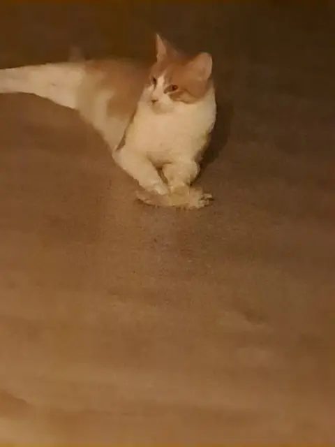 gato perdido 62470 Calonne-Ricouart Pêche gato lost 62470 Calonne-Ricouart Pêche