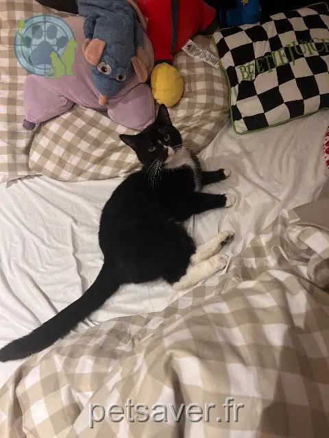 chat lost   62280 Saint-Martin-Boulogne Raikoo
