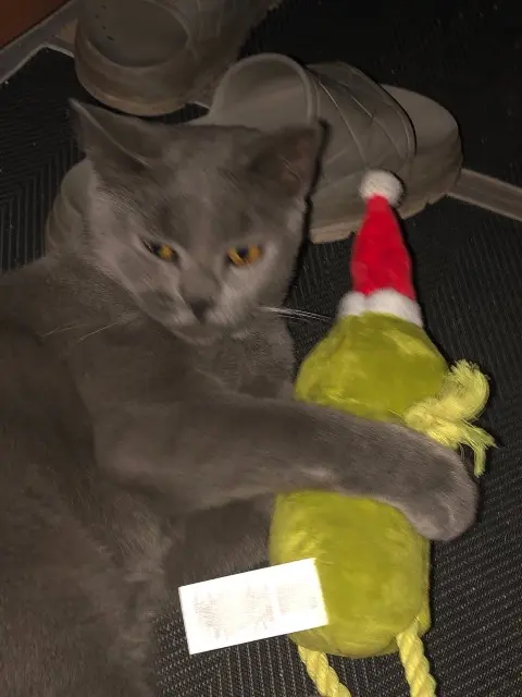 chat lost   62110 Hénin-Beaumont Raven