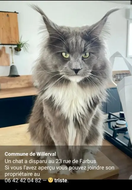 chat lost   62580 Willerval Ringo