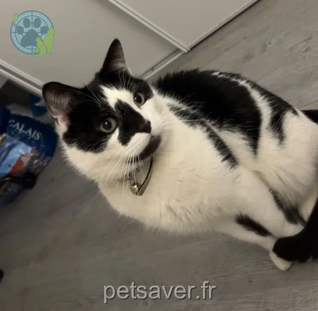 chat lost   62890 Tournehem-sur-la-Hem Roméo