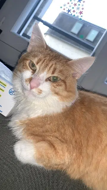 chat lost   62200 Boulogne-sur-Mer Roukismo