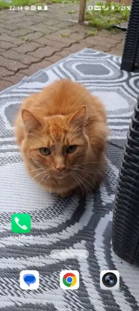 chat lost   62820 Libercourt Rouquin