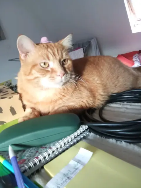 chat lost   62100 Calais Sacha