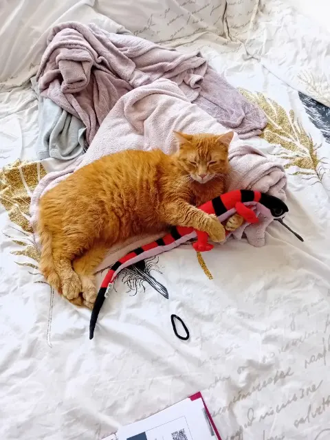 chat lost   62100 Calais Sacha