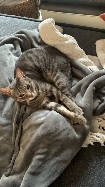 chat lost   62500 Saint-Martin-lez-Tatinghem Ruby