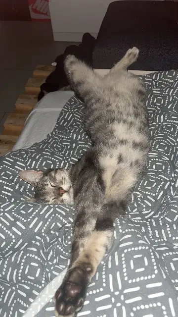 chat lost   62500 Saint-Martin-lez-Tatinghem Ruby