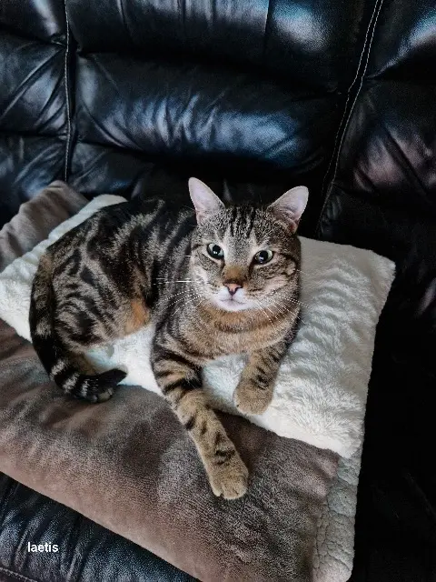 chat lost   62500 Saint-Martin-lez-Tatinghem Pacha