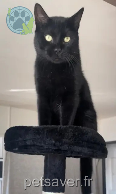 cat lost 62980 Vermelles Salem cat lost 62980 Vermelles Salem