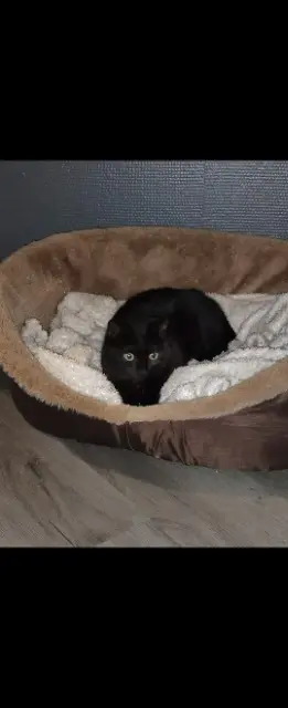 chat lost   62800 Liévin Salem