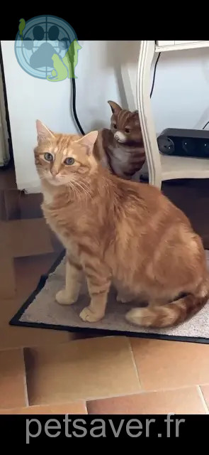 chat perdu 62170 Montreuil-sur-Mer Samy chat lost 62170 Montreuil-sur-Mer Samy