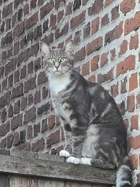 chat lost   62112 Gouy-sous-Bellonne Simba