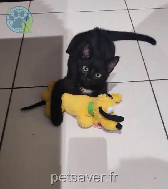 chat lost   62530 Hersin-Coupigny Simba