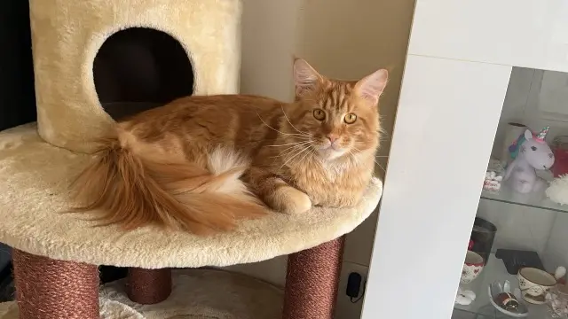 chat lost   62160 Bully-les-Mines Simba