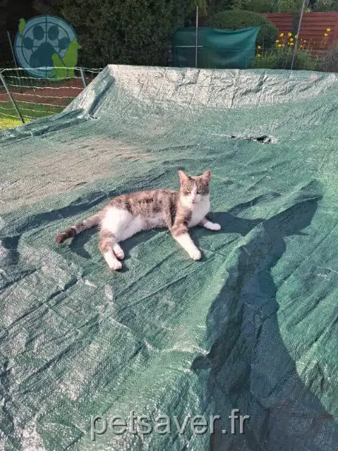 chat lost   62320 Rouvroy Smoky