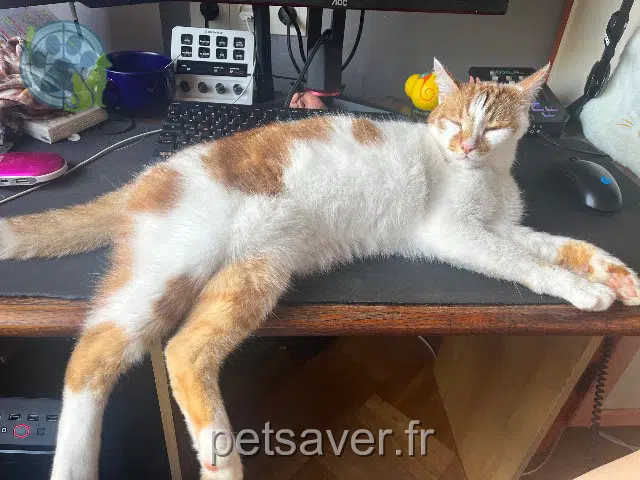 chat lost 62223 Saint-Nicolas Sora