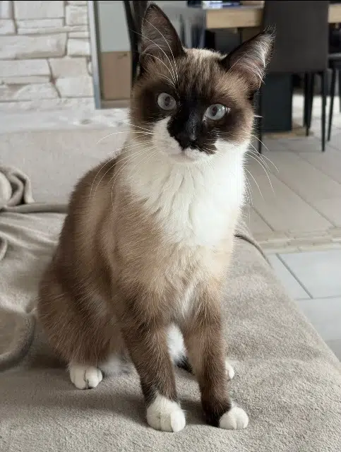 chat lost   62119 Dourges Stitch