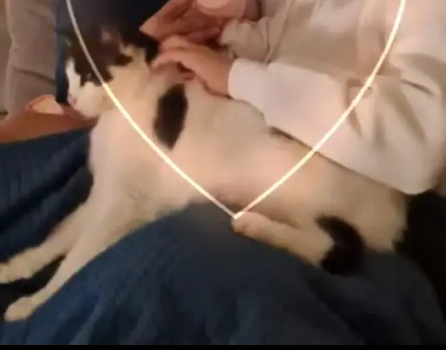 chat lost   62440 Harnes Stitch