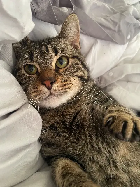 chat lost   62120 Aire-sur-la-Lys Sully