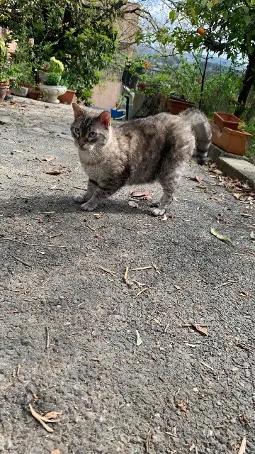 chat lost   62170 Montreuil-sur-Mer Sunny