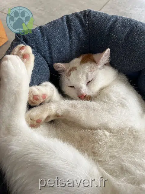 chat lost   62350 Mont-Bernanchon Sushi