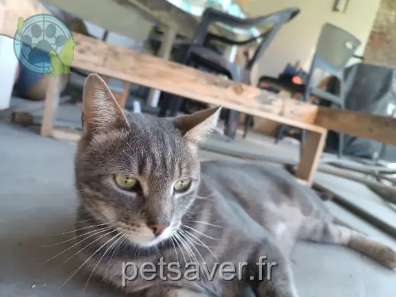 Chat Perdu 62 Pas-de-Calais - Sushi Chat Perdu 62 Pas-de-Calais - Sushi